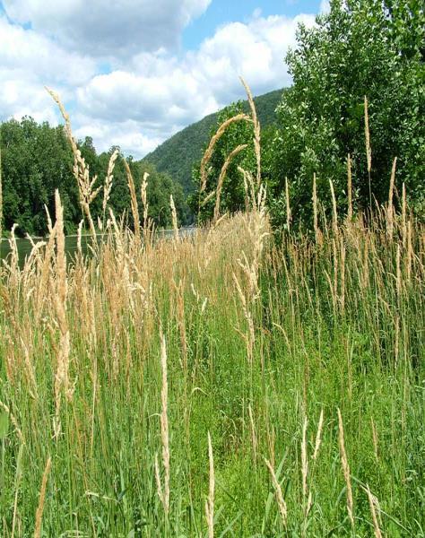 Native Grasses Blue grama Warm season, short in height, perennial grass Sod forming 4-18 tall Seed is formed on one sided