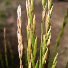 Good regrowth, nutritious in earlier stages of maturity Provides shelter and forage for wildlife Switchgrass Tall, warm