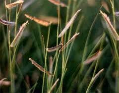 and wildlife habitats High yields, less palatable Slender wheatgrass Cool season, perennial bunchgrass Average height is