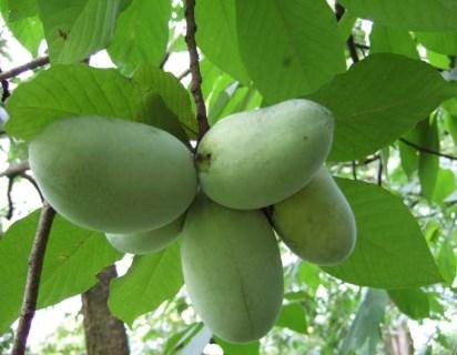 Common Pawpaw Fruits, Berries, and Mushrooms Yellow Delicious Apples (2 trees) DWARF VARIETY! Mature height is 8-10 ft. and needs 10x10 ft. spacing.