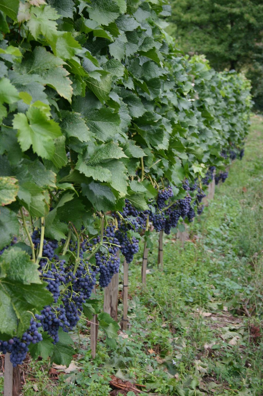 Major Southern Rhône AOCs Côtes du Rhône Côtes du Rhône-Villages Basic quality wines produced throughout the Rhône Valley. Most wines in this category are produced in the Southern Rhône.