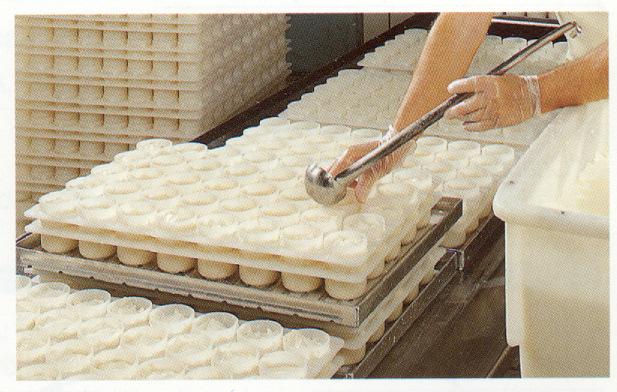 (Soft cheesemaking: placing soft goat milk cheese curds in the plastic moulds, Celaya, Mexico) Transfer of soft curd body of goat milk