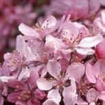 Good Good Good  Malus Perfect Purple Perfect Purple Crabapple Deep pink blooms set the
