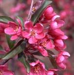 persistent Fair  Good Malus Purple Prince PP 8478 Purple Prince Crabapple An outstanding rosy