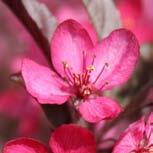 pink Dark glossy red, 3 /8" Good    Malus JFS-KW5 PP 14375 Royal Raindrops Crabapple Bright pinkish