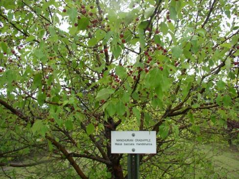 South Dakota (Knudson, 2004). The bark is gray to reddish-brown. It has a spreading, fibrous root system. Distribution Manchurian crabapple is native to northeast Asia.