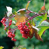 Viburnum trilobum (American cranberry bush) Hardiness Zones: 1 2 3 4 5 6 7 8 9 10 11 Botanical Name: Viburnum trilobum vy-burn-um try-low-bum Common Name: American cranberry bush Genus: Viburnum This