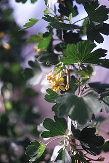 GOLDEN CURRANT Ribes aureum Pursh Plant Symbol = RIAU Contributed by: USDA NRCS National Plant Data Center & the Biota of North America Program Plant Guide currant bush and used it as a snakebite