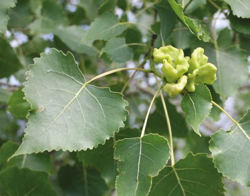 Cottonwood groves are typically indicitive that a water source is nearby as they consume large amounts of water in their growth cycle; a mature cottonwood tree uses 200 gallons of water a day.
