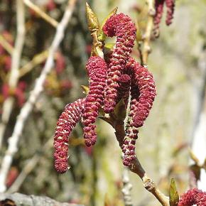even the slightest breeze. Flower Seeds: Its flowers, called catkins, are produced on single-sex trees in early spring.