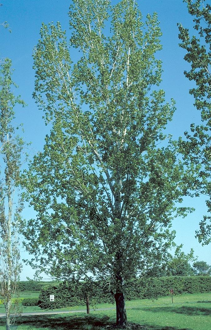Siouxland Poplar Populus deltoides (Siouxland) Flower Mature General Attributes Type Height Spread Form Utility Lines Growth Rate Life Expectancy USDA Zone Root Pattern Plant Community Deciduous Tree