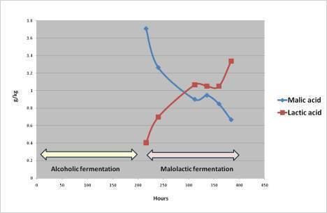 Microvinification Alcoholic Fermentation : Shiraz must (cleared) with yeast