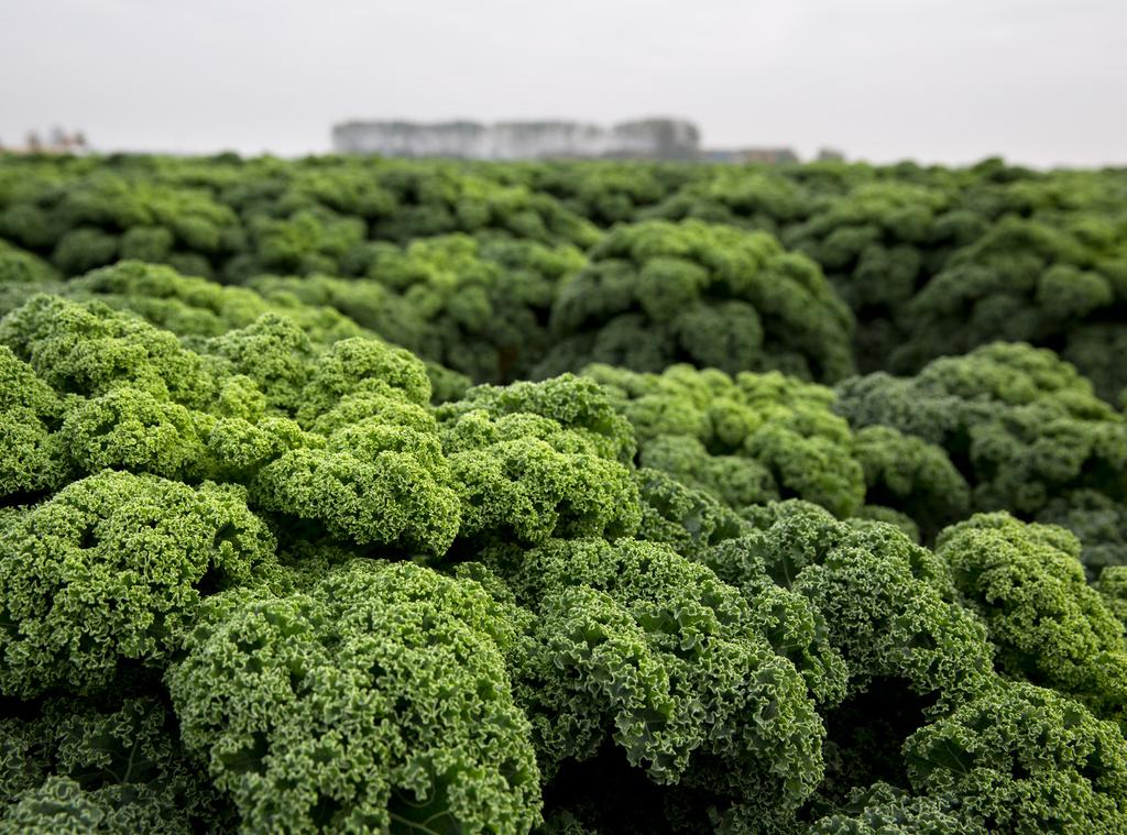 Have you discovered kale yet?