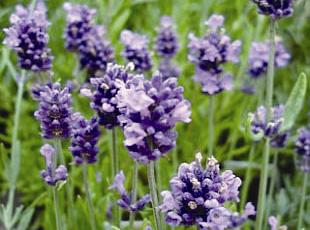 Abundance of fragrant purple blooms.