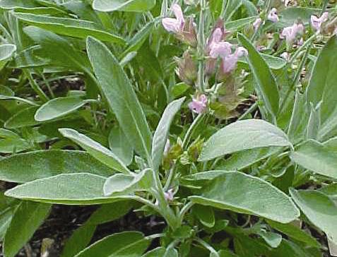 Features: Low, soft grey fragrant leaves with lavender blooms. Likes sun & dry conditions.