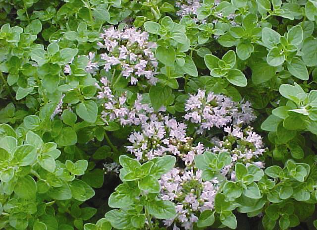 with white to purple Features: Rounded dark green leaves with white Very hardy.
