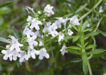 Features: Fragrant whorled green leaves with small brilliant white Uses: Ground cover.