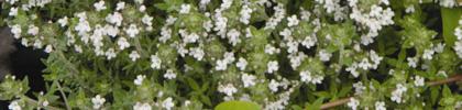 Features: An aromatic, dwarf creeper with dark green leaves & pink Uses: Ground cover, edging, rock