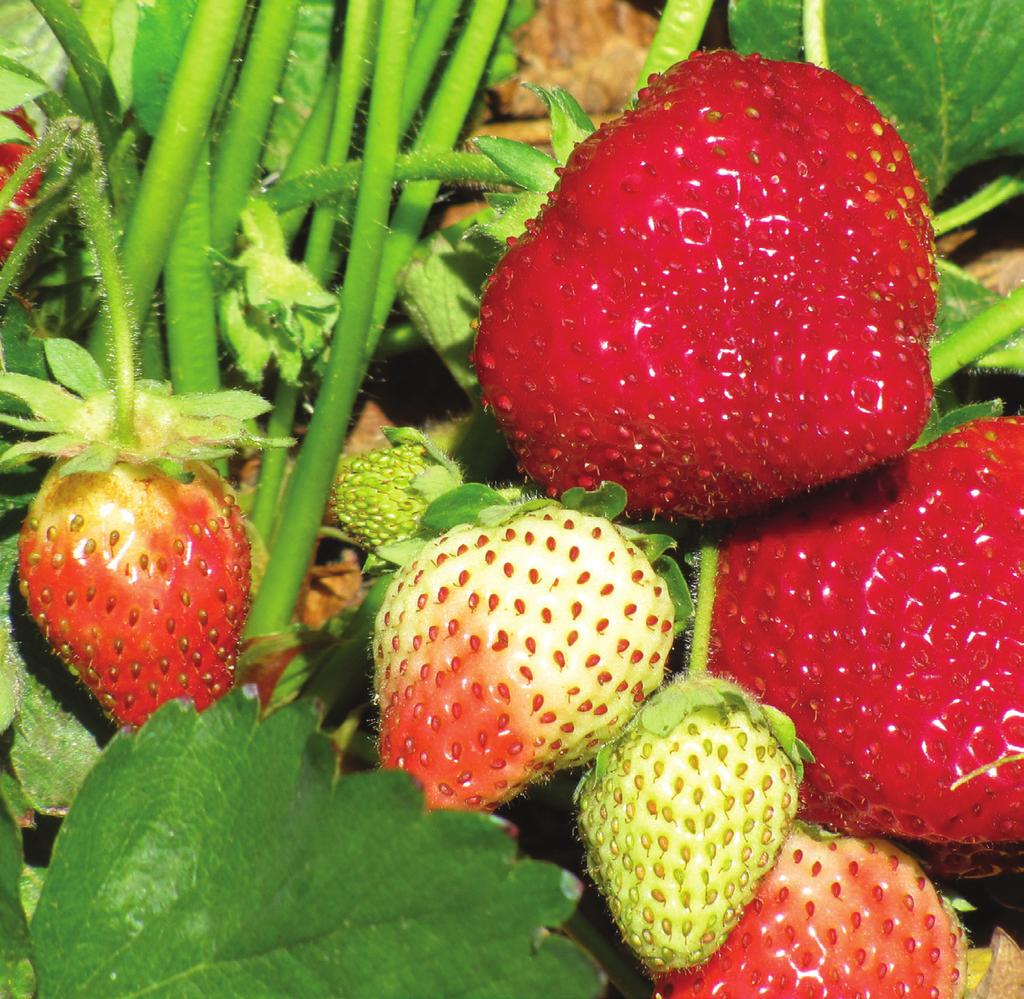 Home Garden Strawberry Production in New Mexico Guide H-324 Shengrui Yao and Robert Flynn 1 Cooperative Extension Service College of Agricultural, Consumer and Environmental Sciences INTRODUCTION