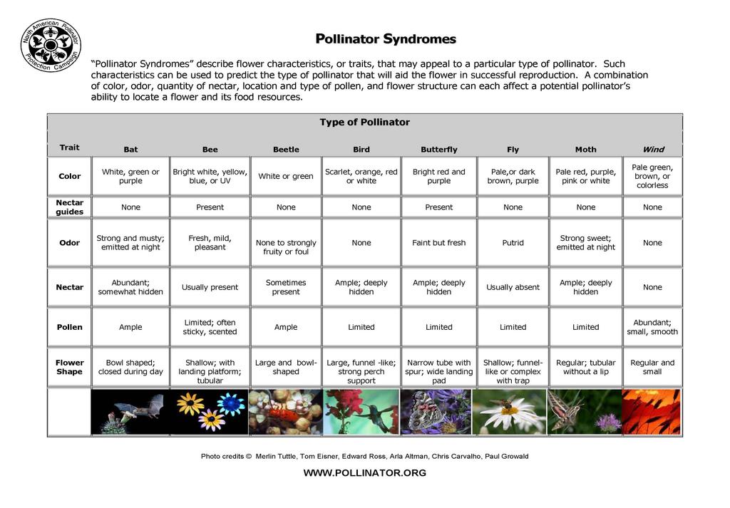 Examples of pollinators and preferred flowers Matthaei