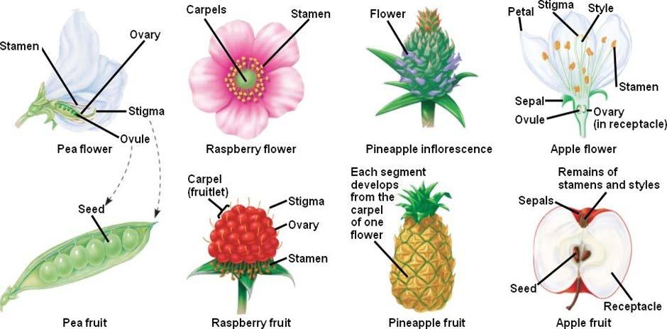 Flowers may produce different types of fruits & seeds Simple fruit. A simple fruit develops from a single carpel (or several fused carpels) of one flower (examples: lemon, peanut, banana).