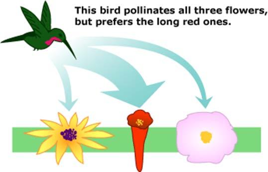 Flowers may be pollinated by more than one thing: wind, bird, or insect.