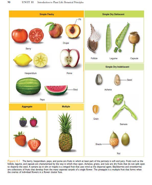 How many different fruits? Fruits come in many different forms, and there are many different names for these fruits.