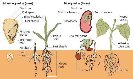 Corn- a monocot and Beans- a dicot. Both monocot and dicot seeds have endosperm; stored energy for the developing plant which is surrounded by the seed coat.