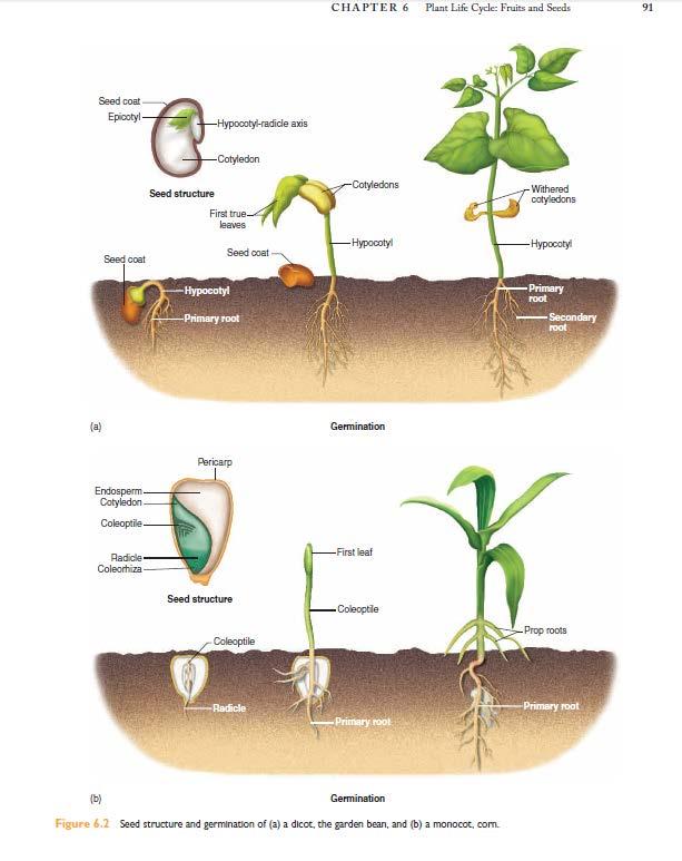 Let s go back to monocot and dicot seeds for a quick review. What is the name of the food storage part of a seed? What part sprouts from the growing seed first? Root or shoot?