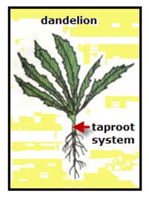 Plants usually have two types of roots Dandelions are dicots with tap roots.