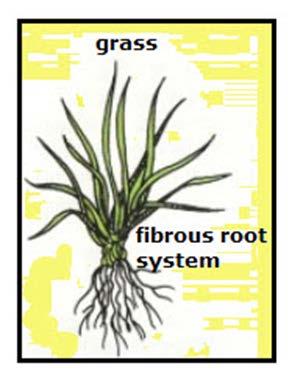 Tap roots grows deep into the soil to anchor the plant and absorb water.