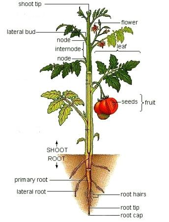 Stems hold plant upright to reach the sun. Stems may have buds.
