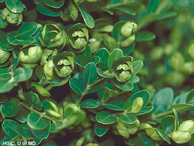 Some evergreen leaves are