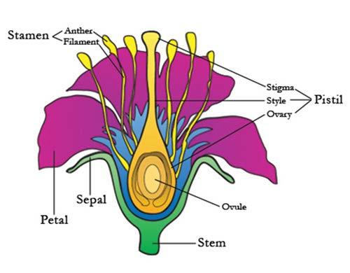 Flowers have 5 major parts: Petal, Sepal,