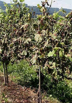 Why do grapes (vines) get sick?