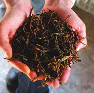 INTRODUCTION TO TEA CATEGORY INFO SHEET What is? is made from leaves of Camellia sinensis, or closely related cousins.