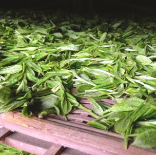 tea). Each type is differentiated by the techniques the farmer uses to develop flavor, most notably, oxidation (allowing
