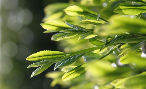 It is an evergreen that is pruned and cultivated into a bushy shape, making harvest of tender young leaves much easier.