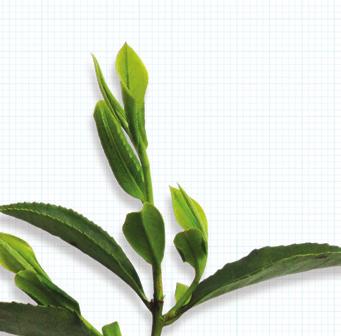 en T ea White tea is a lightly oxidized tea; unlike all other teas, white teas are not rolled or shaped in any way.