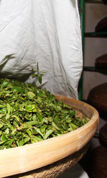 By comparison, white tea is not pressed or bruised to encourage these changes; its oxidation is minimal.