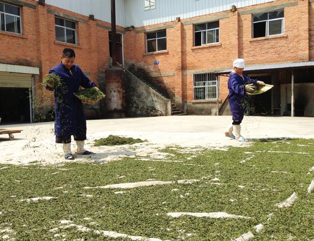 For sheng, aging takes several years of storing the tea in climate-controled warehouses, similar to aging wine or cigars.