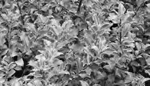 Grandiflora Pee Gee Hydrangea p. Limelight Limelight Hydrangea p. Pink Diamond Pink Diamond Hydrangea p. Quick Fire Quick Fire Hydrangea p. Tardiva Late Panicle Hydrangea 15G 73.