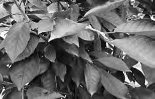 00 137.00 2 1 /2 172.00 158.25 NURSERY STOCK Trees Shrubs Evergreens Prunus X cistena Cistena Plum (Shrub) Upright oval with dark purple leaves, pink flowers. Mature size: 7 x 6 Zone 3 3G 15.75 14.