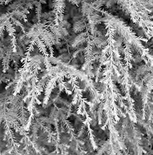 00 Tsuga canadensis Canadian Hemlock (tree) Pyramidal, soft textured foliage, shade friendly. Mature size: 60 x30 if left unsheared Zone 3 4 66.00 5 89.00 82.00 6 125.00 115.00 7 145.00 133.50 8 179.