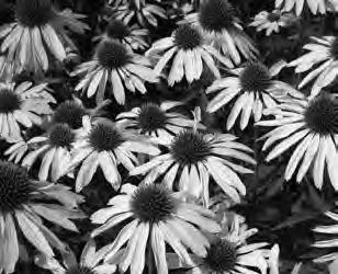Echinacea Coneflower Zone 3 unless noted Hybrids of the native prairie wildflower, sun, drought tolerant, mid and late summer blooming, attracts butterflies.
