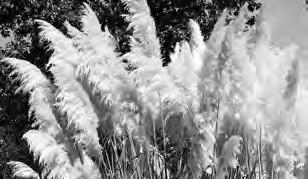80 3 Gallon 14.50 13.35 12.75 11.30 Heights listed for grasses include plumes. Please see pages 149-150 for Native Grasses & Sedges.