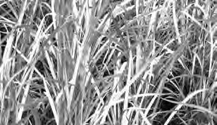GRASSES & SEDGES Maiden Grass cont. s.