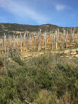 great commitment to this village of 600, which to this day nurtures 20-odd tiny village wineries, maintaining a direct continuum with the long history of Rioja, rather than the Reservas-etcetera