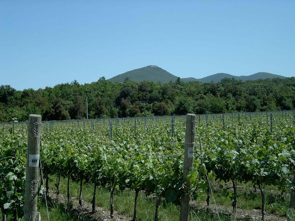 Podere Guado al Melo: the vineyard -12 hectares -Density of plants: 8.