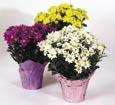Blooming Mum Plant 6-inch pot with cover $9